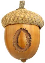 Acorn-O